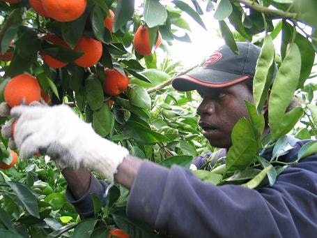 Indigenous worker harvesting oranges